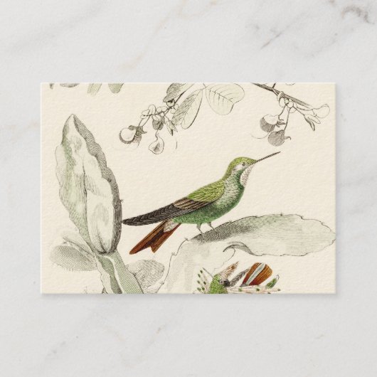  Hummingbird Illustration - 1800's Birds Visitekaartje (Voorkant)