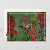 Hummingbird in de luchtkussentel briefkaart (Voorkant / Achterkant)