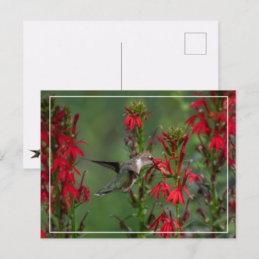 Hummingbird in de luchtkussentel briefkaart (Voorkant / Achterkant)