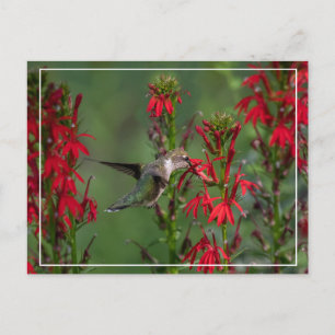 Hummingbird in de luchtkussentel briefkaart