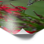 Hummingbird in de luchtkussentel foto afdruk (Hoek)