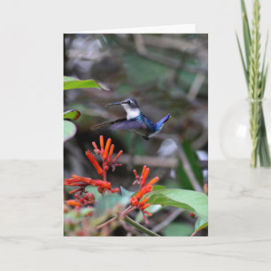 Hummingbird in Flight and Red Flowers Kaart