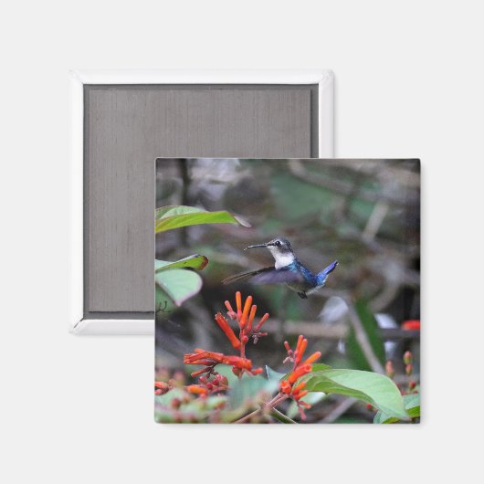 Hummingbird in Flight and Red Flowers Magneet (Voorkant / Achterkant)