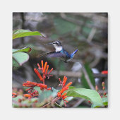 Hummingbird in Flight and Red Flowers Magneet (Voorkant)