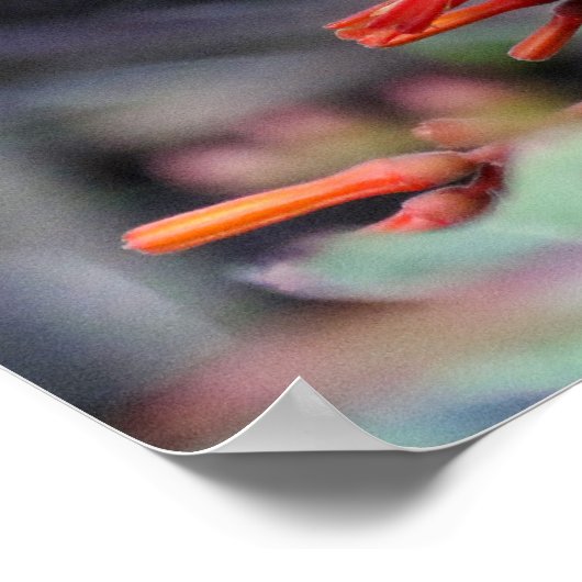 Hummingbird in Flight and Red Flowers Poster (Hoek)