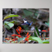 Hummingbird in Flight and Red Flowers Poster (Voorkant)