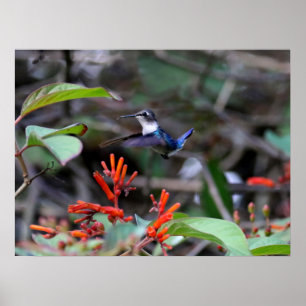 Hummingbird in Flight and Red Flowers Poster