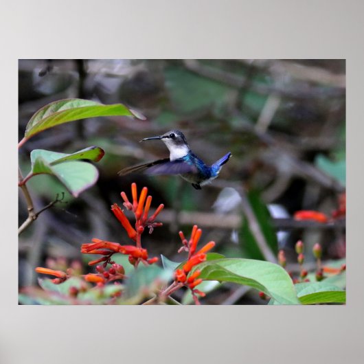 Hummingbird in Flight and Red Flowers Poster (Voorkant)