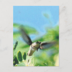Hummingbird in Flight Foto Briefkaart
