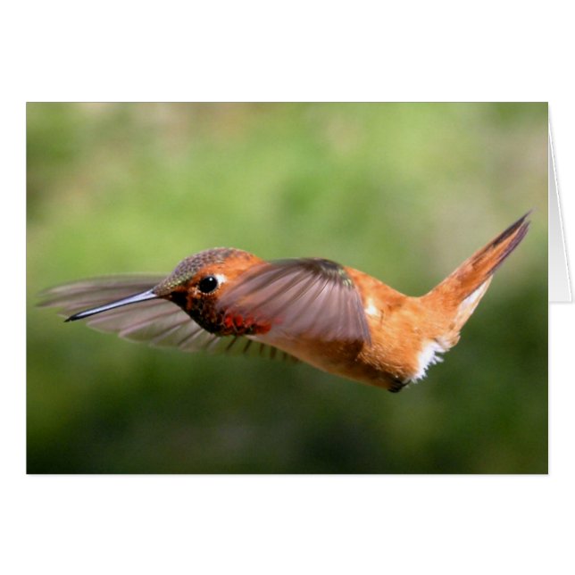 Hummingbird in Flight - Kaarten (Voorkant Horizontaal)