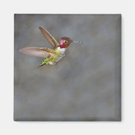 Hummingbird in Flight Magnet