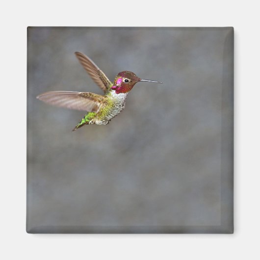 Hummingbird in Flight Magnet (Voorkant)
