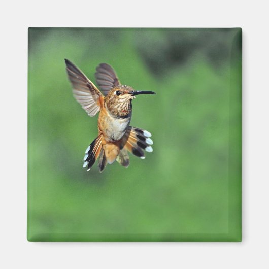 Hummingbird in Flight Magnet (Voorkant)