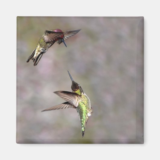 Hummingbird in Flight Magnet (Voorkant)