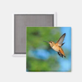 Hummingbird in Flight Magnet (Voorkant / Achterkant)