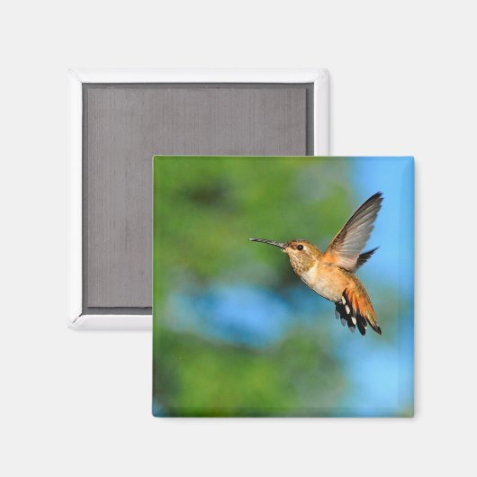 Hummingbird in Flight Magnet (Voorkant / Achterkant)
