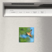 Hummingbird in Flight Magnet (Insitu (Vaatwasser))