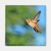 Hummingbird in Flight Magnet (Voorkant)