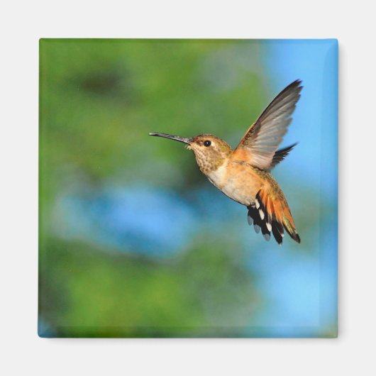 Hummingbird in Flight Magnet (Voorkant)