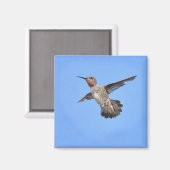 Hummingbird in Flight Magnet (Voorkant / Achterkant)
