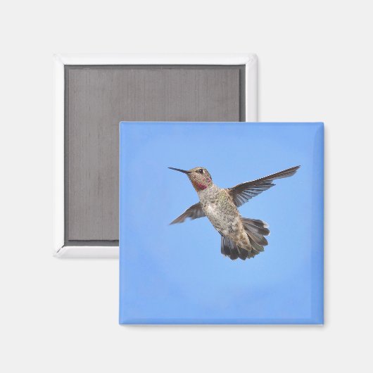 Hummingbird in Flight Magnet (Voorkant / Achterkant)