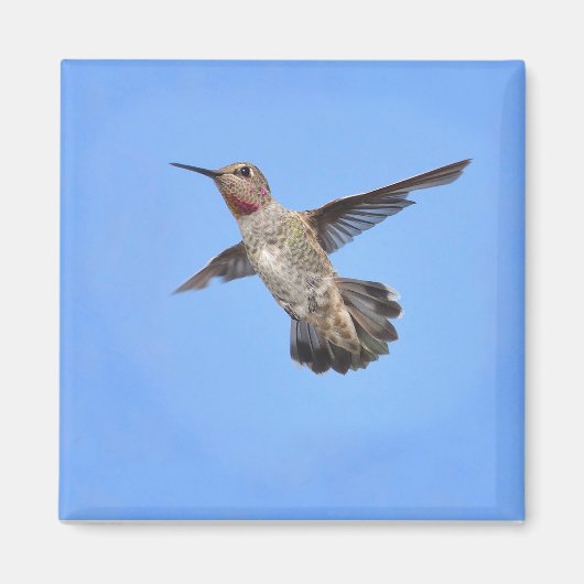 Hummingbird in Flight Magnet (Voorkant)
