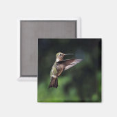 Hummingbird in Flight Magnet (Voorkant / Achterkant)