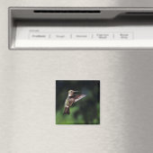 Hummingbird in Flight Magnet (Insitu (Vaatwasser))