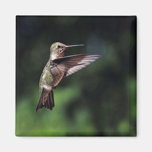 Hummingbird in Flight Magnet (Voorkant)