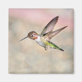Hummingbird in Flight Magnet (Voorkant)