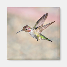 Hummingbird in Flight Magnet