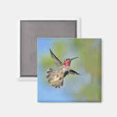 Hummingbird in Flight Magnet (Voorkant / Achterkant)