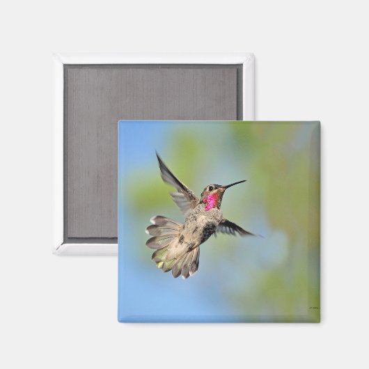 Hummingbird in Flight Magnet (Voorkant / Achterkant)