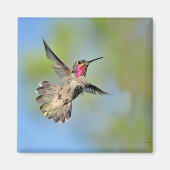 Hummingbird in Flight Magnet (Voorkant)