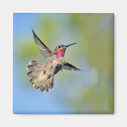 Hummingbird in Flight Magnet (Voorkant)