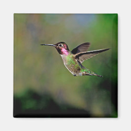 Hummingbird in Flight Magnet