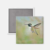 Hummingbird in Flight Magnet (Voorkant / Achterkant)