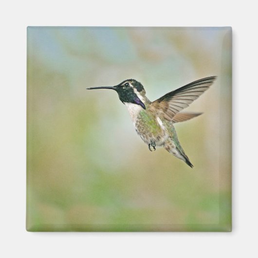 Hummingbird in Flight Magnet (Voorkant)