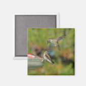 Hummingbird in Flight Magnet (Voorkant / Achterkant)