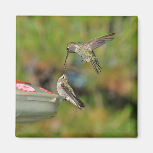 Hummingbird in Flight Magnet (Voorkant)
