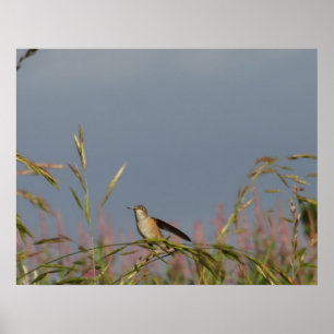 Hummingbird in Grasses Blue Sky Poster