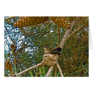 Hummingbird in Nest Photo