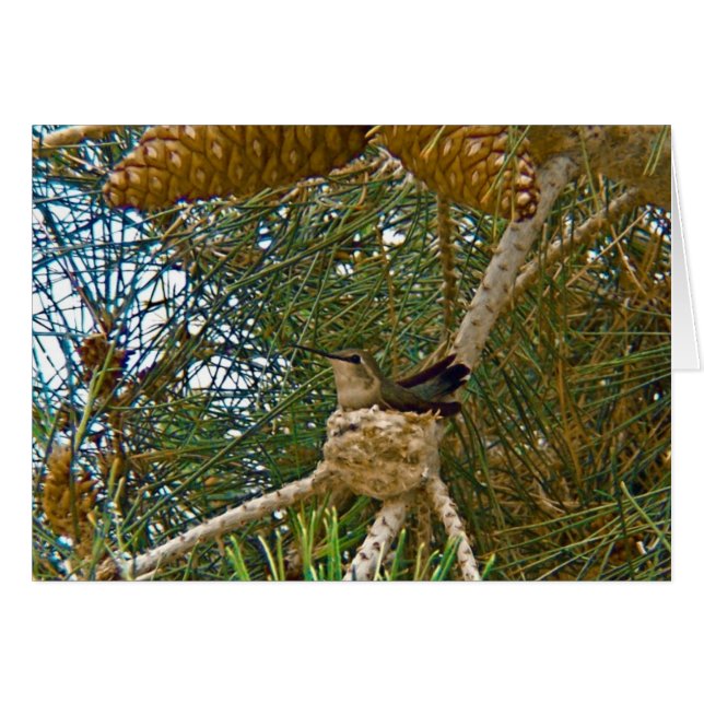 Hummingbird in Nest Photo (Voorkant Horizontaal)