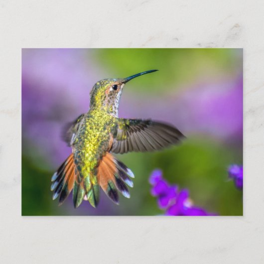 Hummingbird in Purple Flowers Briefkaart (Voorkant)