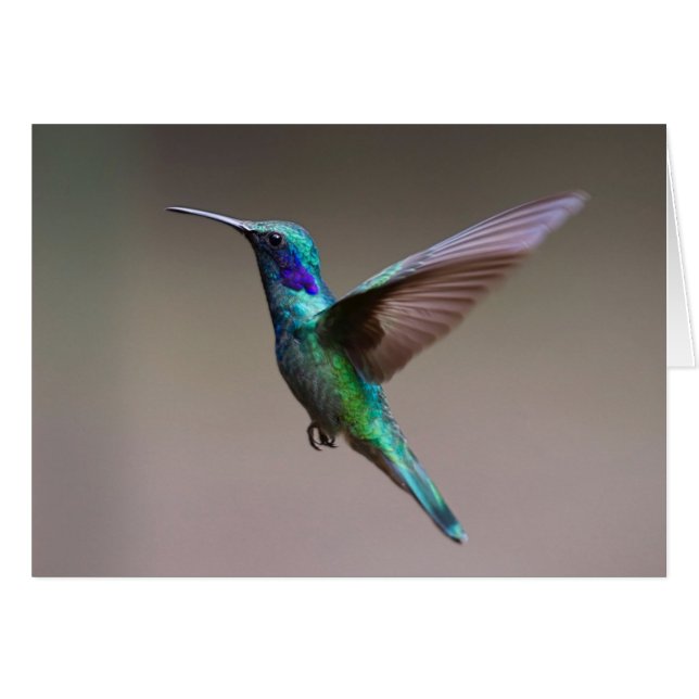 Hummingbird in vlucht (Voorkant Horizontaal)