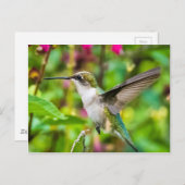 Hummingbird in vlucht briefkaart (Voorkant / Achterkant)