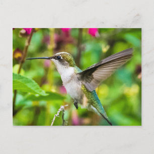 Hummingbird in vlucht briefkaart