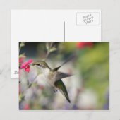 Hummingbird in vlucht briefkaart (Voorkant / Achterkant)