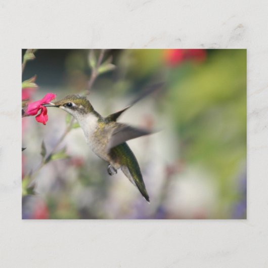 Hummingbird in vlucht briefkaart (Voorkant)