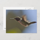 Hummingbird in vlucht briefkaart (Voorkant / Achterkant)